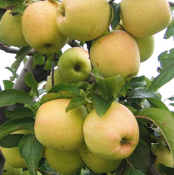 778 1 golden delicious