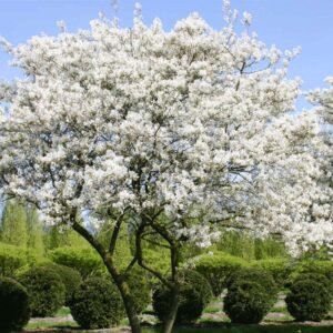 Amelanchierlamarckii