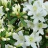 Azalea japonica palestrina