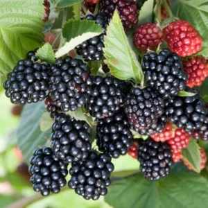 Blackberry Chester 2048x
