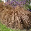 Carex comans Bronze Form 3