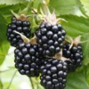 ChesterThornlessBlackberry