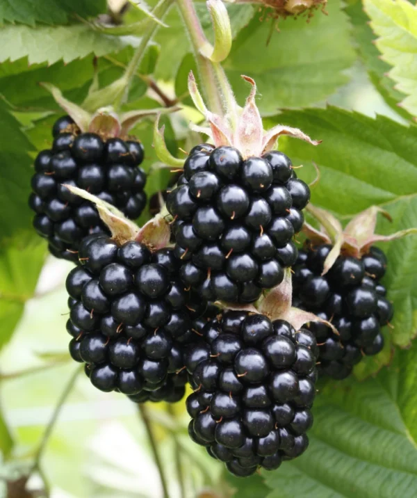 ChesterThornlessBlackberry