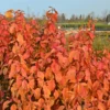 Cornus sanguinea Annys Winter Orange scaled 1