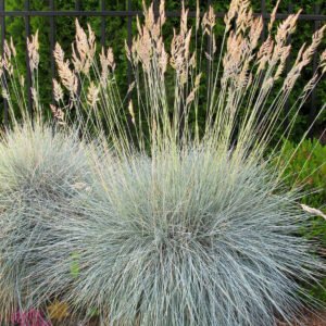 Hello Hello Plants Fescue Beyond Blue