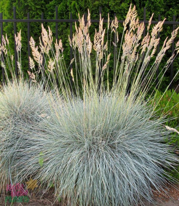 Hello Hello Plants Fescue Beyond Blue