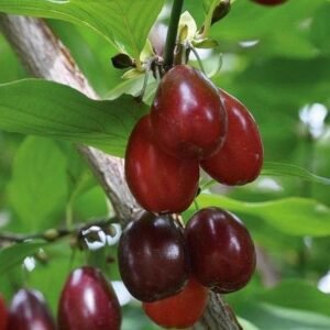 IdProS639 Main 47dc4c94