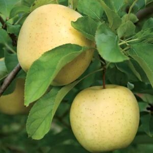 JABLON GOLDEN DELICIOUS (1)