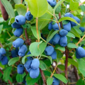 Lonicera caerulea Tundra (1)