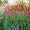 Miscanthus sinensis Red Chief 0013589 05346