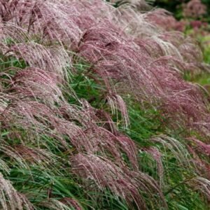 Miskantas Flamingo naku ukis 2