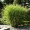 Miskantas kninis Miscanthus sinensis Gracillimus