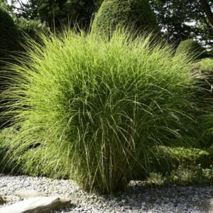 Miskantas kninis Miscanthus sinensis Gracillimus