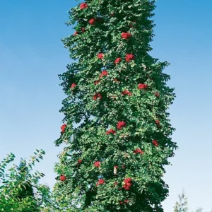 P2002879 1 optimized