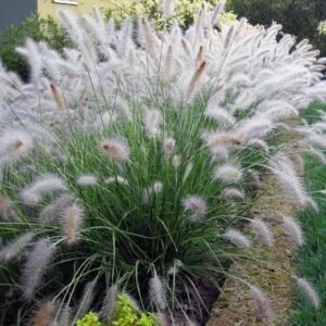 Pasiauseline soruole Hameln