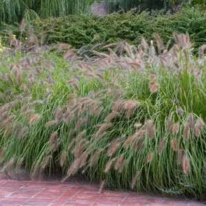 Pennisetum alopecuroides Red Head Lampenpoetsersgras
