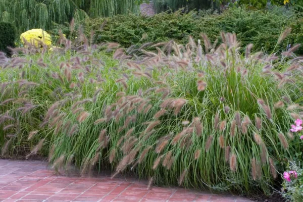 Pennisetum alopecuroides Red Head Lampenpoetsersgras