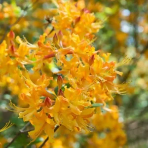 Rhododendron Austrinum Florida Flame Azalea 780x520 1