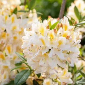 Rhododendron luteum Daviesii 718x750 proportionalsmallest