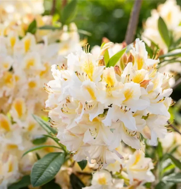 Rhododendron luteum Daviesii 718x750 proportionalsmallest