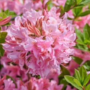 Rhododendron luteum Soir de Paris 207423 88