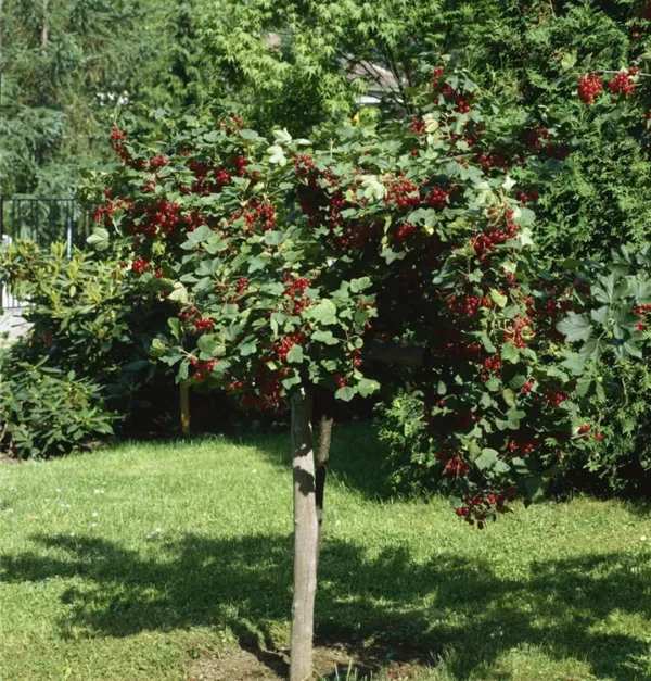 Ribes rubrum 718x750 proportionalsmallest