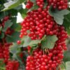 Ribes rubrum Rovada serbentai tado ukis