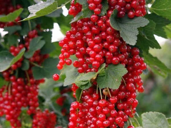 Ribes rubrum Rovada serbentai tado ukis