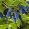 Sausmedis valgomasis Leningradskij Velikan Lonicera kamtschatica