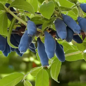 Sausmedis valgomasis Leningradskij Velikan Lonicera kamtschatica