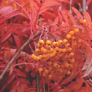 Sorbus aucuparia Autumn Spire