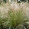Stipa tenuissima