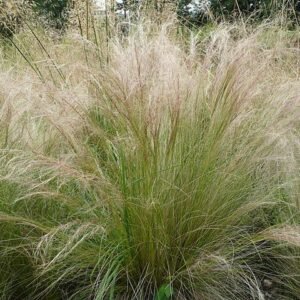Stipa tenuissima