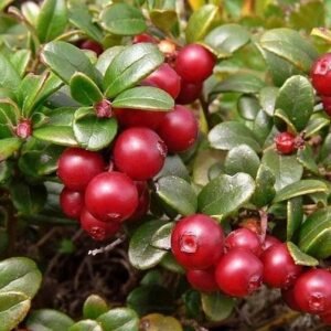 Vaccinium macrocarpon Ben Lear c1ed8419bcff4067855e17ff494bc342 (1)