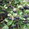 aronia melanocarpa aron black chokeberry 1 500x473
