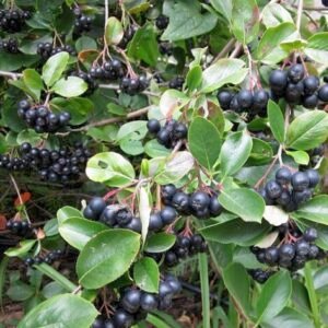aronia melanocarpa aron black chokeberry 1 500x473