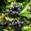 aronia nero 1 1