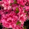 azalea japonica rokoko dwerg rhododendron