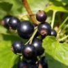 blackcurrant titania