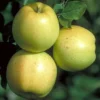 honeygold apple 1 600x600 1