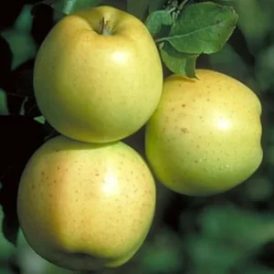 honeygold apple 1 600x600 1