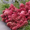 hortensia paniculata petite cherry 2