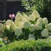 Rispenhortensie 'Hercules' Hydrangea paniculata 'Hercules'