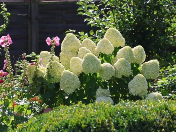 Rispenhortensie 'Hercules' Hydrangea paniculata 'Hercules'