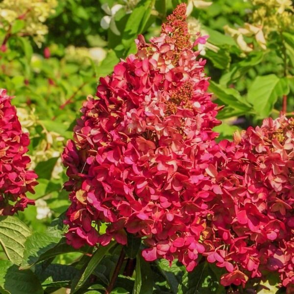 hortenzija hydrangea paniculata wims red