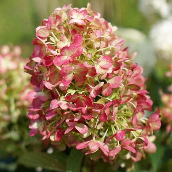 hydrangea paniculata graffiti ziedas is arti