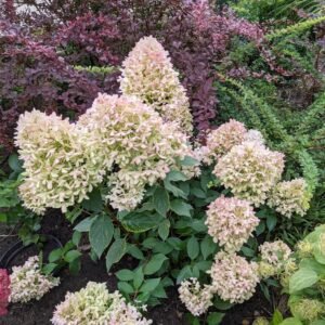 hydrangea paniculata skyfall shrub p1415 13063 image