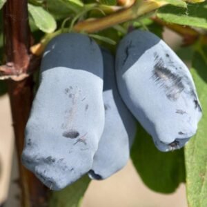jagoda kamczacka aurora lonicera caerulea var kamtschatica
