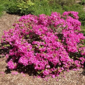 Japanische Azalee 'Purpurtraum' Rhododendron obtusum 'Purpurtraum'