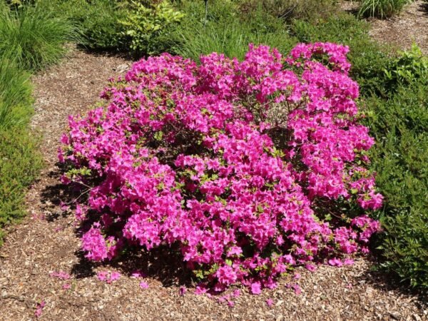 Japanische Azalee 'Purpurtraum' Rhododendron obtusum 'Purpurtraum'